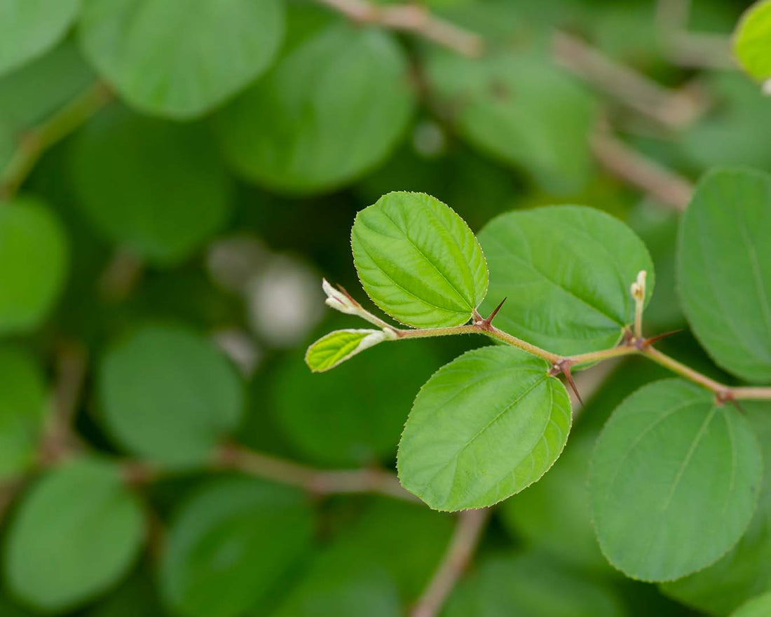 Manfaat Daun Bidara untuk Area “Si Manis” dan Rekomendasi Produknya