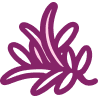Daun Bidara
