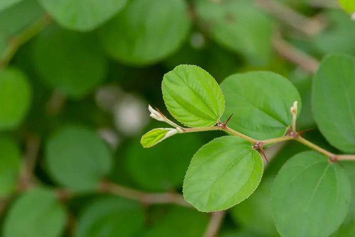 Manfaat Daun Bidara untuk Area “Si Manis” dan Rekomendasi Produknya